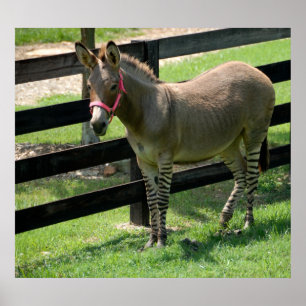 Zonkey-Name für Esel und Zebra-Mischung Poster