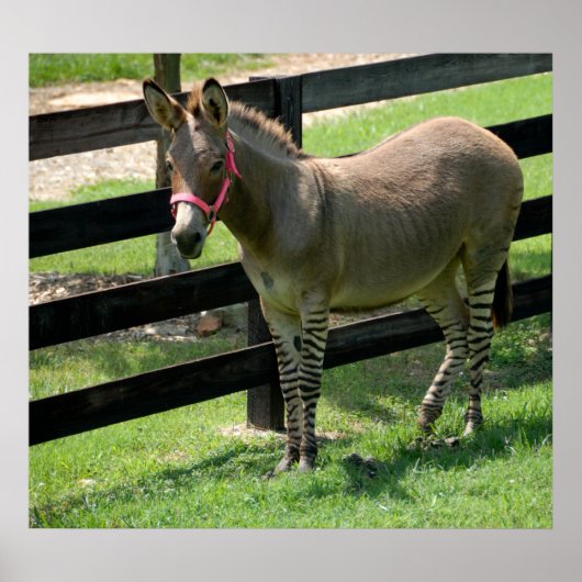 Zonkey-Name für Esel und Zebra-Mischung Poster (Vorne)