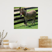 Zonkey-Name für Esel und Zebra-Mischung Poster (Küche)