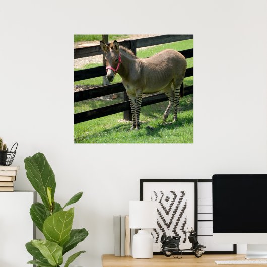 Zonkey-Name für Esel und Zebra-Mischung Poster (Heimbüro)
