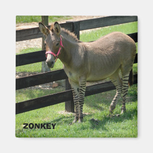 Zonkey Name für Teil Esel und Zebra Magnet