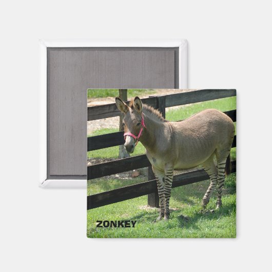 Zonkey-Name für Teiledonkey und Zebra Magnet (Vorderseite/Rückseite)