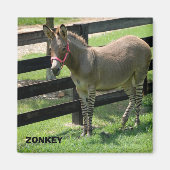 Zonkey-Name für Teiledonkey und Zebra Magnet (Vorne)