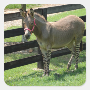 Zonkey-Name für Teiledonkey und Zebra Quadratischer Aufkleber