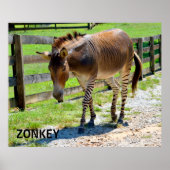 Zonkey Teil Zebra und Donkey Poster (Vorne)