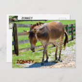 Zonkey Teil Zebra und Donkey Postkarte (Vorne/Hinten)