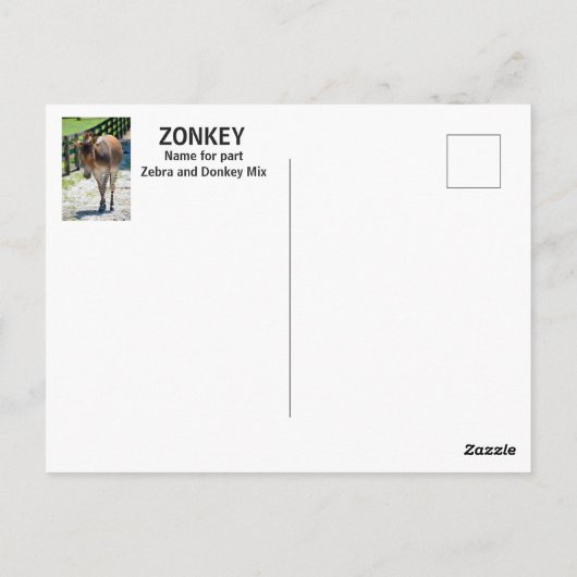 Zonkey Teil Zebra und Donkey Postkarte (Rückseite)