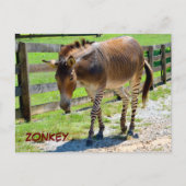 Zonkey Teil Zebra und Donkey Postkarte (Vorderseite)