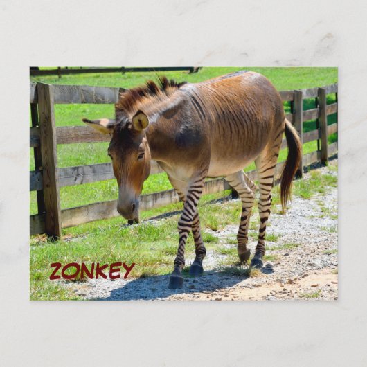 Zonkey Teil Zebra und Donkey Postkarte (Vorderseite)