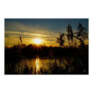 Zonsondergang bij een meertje met rietpluimen. poster
