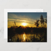 Zonsondergang bij een meertje met rietpluimen. postkarte (Vorne/Hinten)