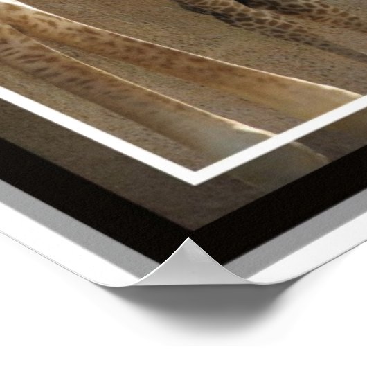 Zoo Baby 1 Poster (Ecke)