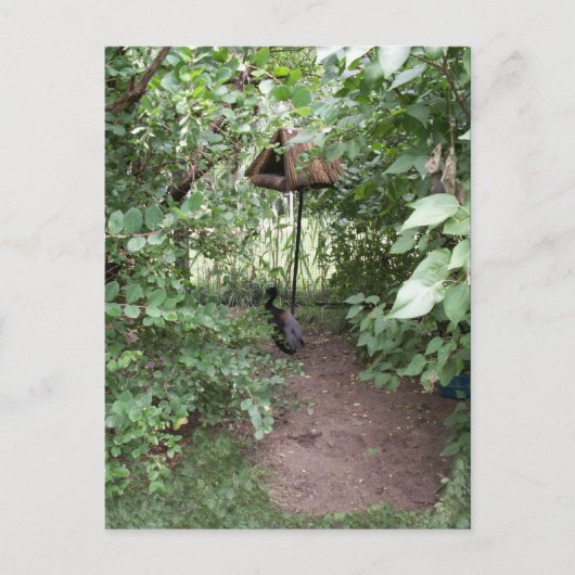 Zoo Bird-Haus Postkarte (Vorderseite)