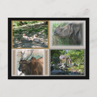 Zoo Life Postkarte