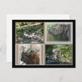 Zoo Life Postkarte (Vorne/Hinten)