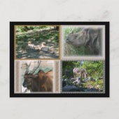 Zoo Life Postkarte (Vorderseite)