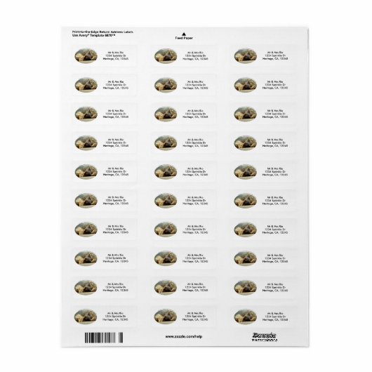Zoo Lion Dreaming eines Dschungeladressenlabels (Vorne)