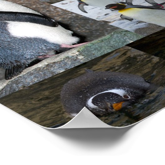 Zoo Penguins Collage Foto Poster (Ecke)