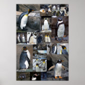 Zoo Penguins Collage Foto Poster (Vorne)