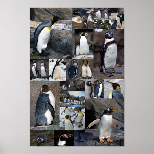 Zoo Penguins Collage Foto Poster (Vorne)