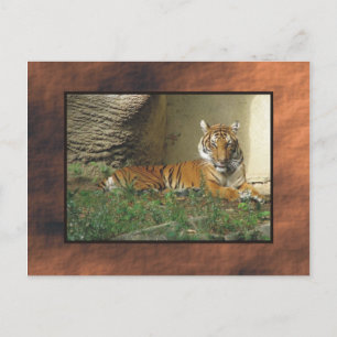 Zoo Postkarte