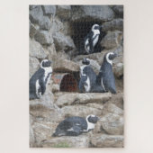 Zoo Puzzle: Niedliche Pinguine Puzzle (Vertikal)