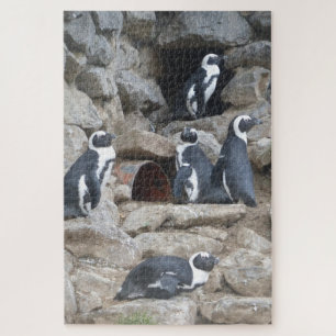 Zoo Puzzle: Niedliche Pinguine Puzzle
