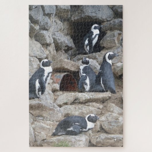 Zoo Puzzle: Niedliche Pinguine Puzzle (Vertikal)
