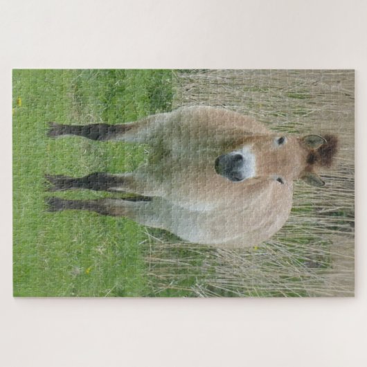 Zoo Puzzle: Niedliches Przewalski Pferd Puzzle (Horizontal)