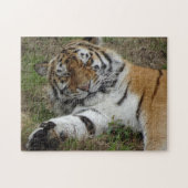 Zoo Puzzle: Schöner Tiger Puzzle (Horizontal)