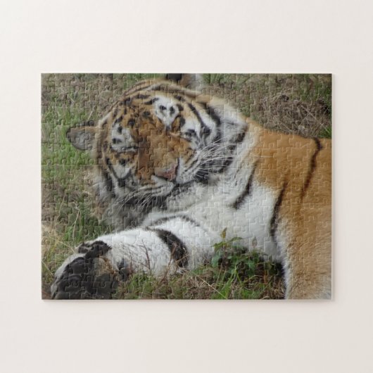 Zoo Puzzle: Schöner Tiger Puzzle (Horizontal)