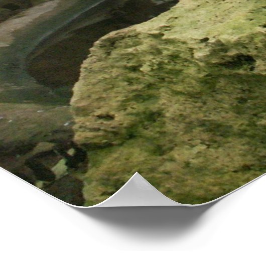 Zoo Rainforest Exhibit Poster (Ecke)