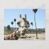 Zoo San Diego Postkarte (Vorderseite)