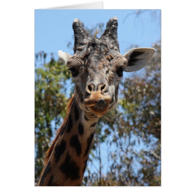 Zoo-Serie, hier sehen Sie die Giraffe (Vorne)