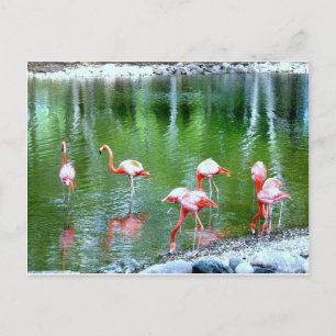 Zoo-Tiere Postkarte