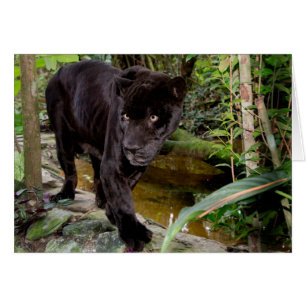 Zoo von Belize City. Schwarzer Panther