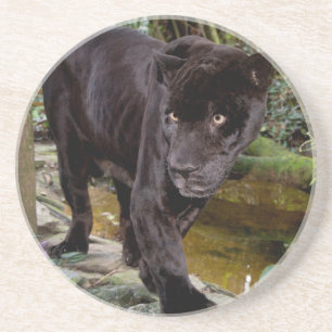 Zoo von Belize City. Schwarzer Panther Getränkeuntersetzer