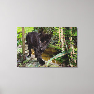 Zoo von Belize City. Schwarzer Panther Leinwanddruck