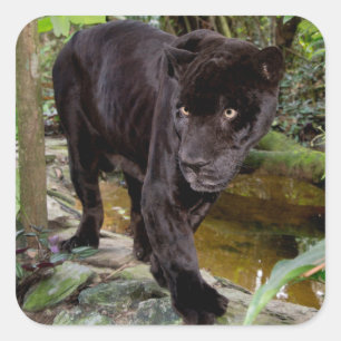Zoo von Belize City. Schwarzer Panther Quadratischer Aufkleber