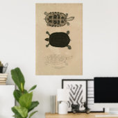 Zoologie von Indien 1932 Thuji Terrapin Poster (Heimbüro)
