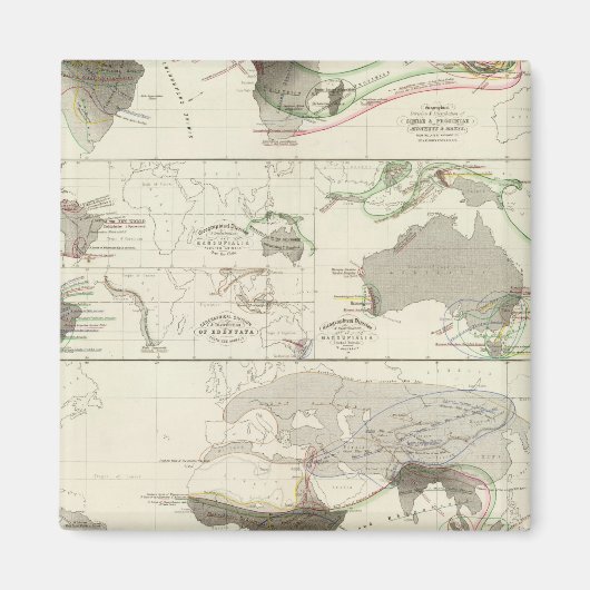 Zoologische Geografie Magnet (Vorne)