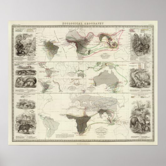 Zoologische Geografie Poster (Vorne)