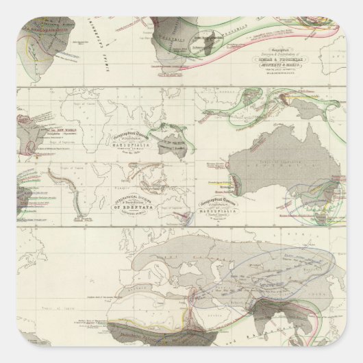 Zoologische Geografie Quadratischer Aufkleber (Vorderseite)