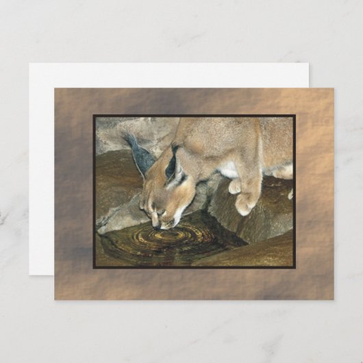 Zoolynx Postkarte (Vorne/Hinten)