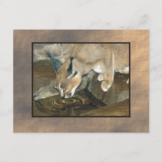 Zoolynx Postkarte (Vorderseite)