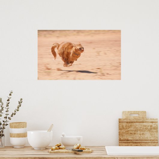 Zoom Kitty Poster (Küche)