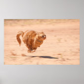 Zoom Kitty Poster (Vorne)