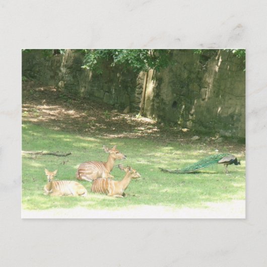 Zoombild Bronx Postkarte (Vorderseite)