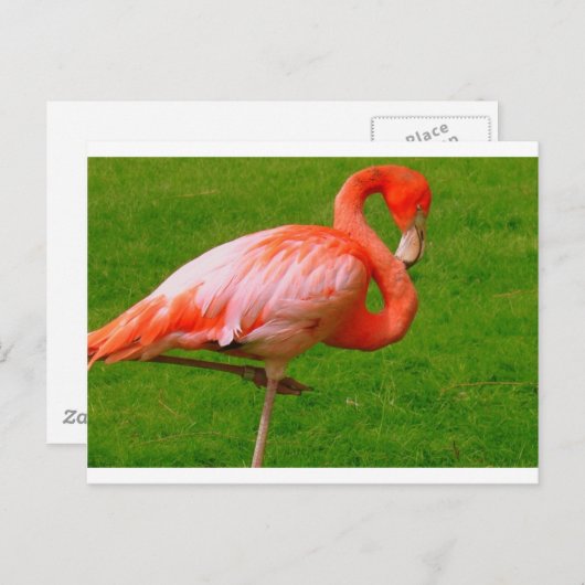 Zootiere Postkarte (Vorne/Hinten)