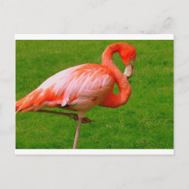 Zootiere Postkarte